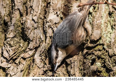 Eurasian Or Wood Nuthatch Sitta Europaea Looking For Food On A Branch