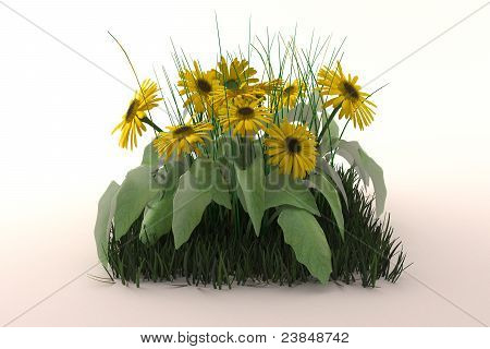 Skupina žluté sedmikrásky