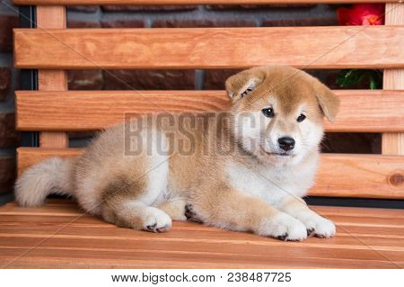 Gorgeous Japanese Shiba Inu Puppy Resting On A Bench
