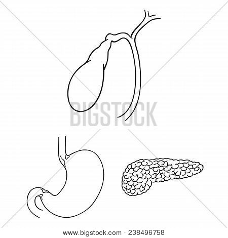 Human Organs Outline Icons In Set Collection For Design. Anatomy And Internal Organs Vector Symbol S