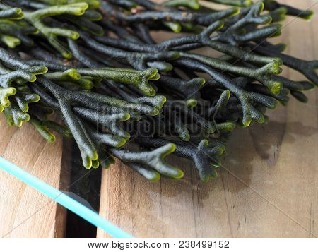 Codium - Velvet Horn - Spongeweed.

Edible Green Seaweed In The Family Codiaceae. Binomial Name: Cod
