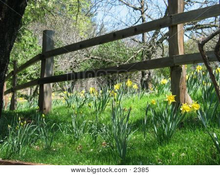 Daffnfence