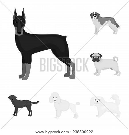Dog Breeds Monochrome Icons In Set Collection For Design.dog Pet Vector Symbol Stock  Illustration.