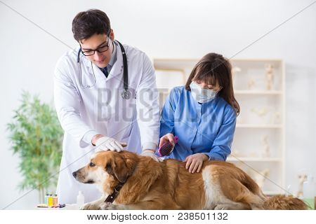 Doctor and assistant checking up golden retriever dog in vet cli