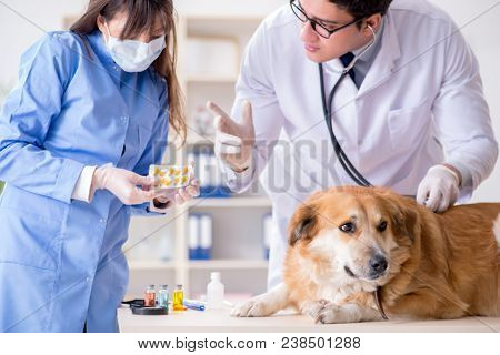 Doctor and assistant checking up golden retriever dog in vet cli