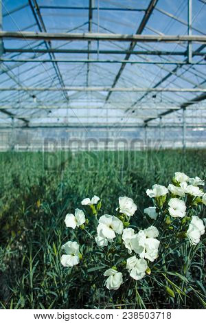 Сultivation Of Dianthus Caryophyllus, The carnation Flowering Plants In Greenhouse