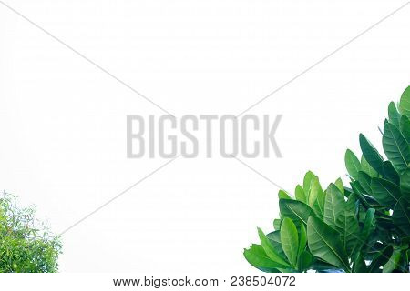 Close Up Tropical Tree Leaves At The Botanical Garden On White Isolated Background For Green Foliage