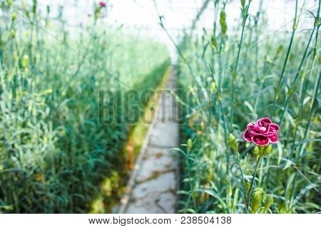 Сultivation Of Dianthus Caryophyllus, The carnation Flowering Plants In Greenhouse