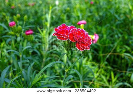 Сultivation Of Dianthus Caryophyllus, The carnation Flowering Plants In Greenhouse