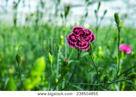 Сultivation Of Dianthus Caryophyllus, The carnation Flowering Plants In Greenhouse