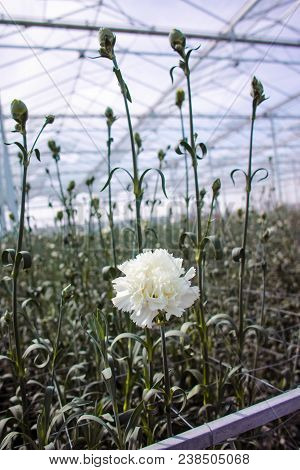 Сultivation Of Dianthus Caryophyllus, The carnation Flowering Plants In Greenhouse
