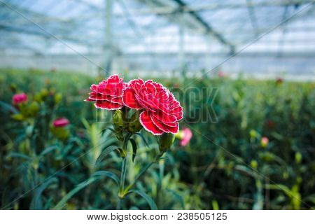 Сultivation Of Dianthus Caryophyllus, The carnation Flowering Plants In Greenhouse