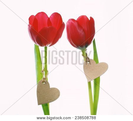 Red Tulips With Heart Shaped Tags Isolated On White Background