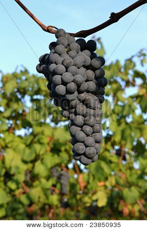 在 wineyard 中的葡萄