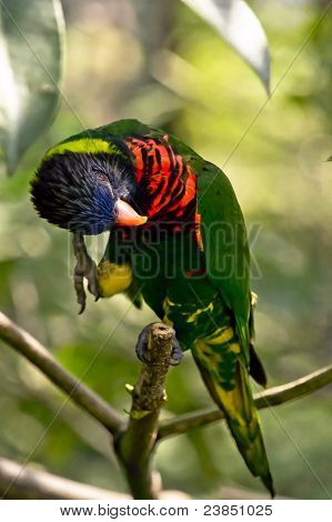 Lory arco iris
