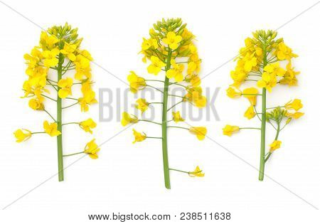 Rapeseed Blossom Isolated On White Background. Brassica Napus Flowers. Top View