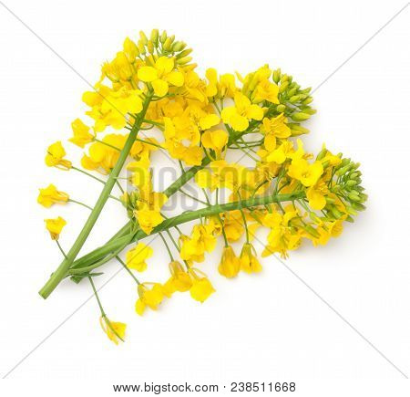 Rapeseed Blossom Isolated On White Background. Brassica Napus Flowers. Top View