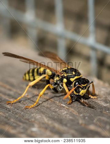A European Paper Wasp (polistes Dominula) Collecting Wood For Nest