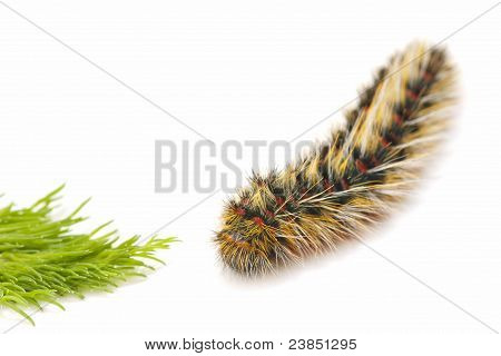 Chenille velue