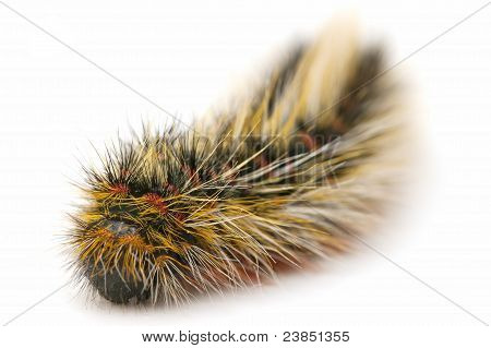 Chenille velue