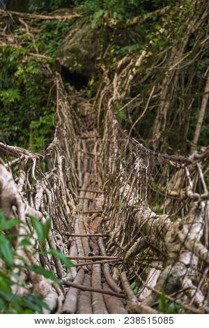 Living roots bridge near Nongriat village, Cherrapunjee, Meghalaya, India. This bridge is formed by training tree roots over years to knit together.