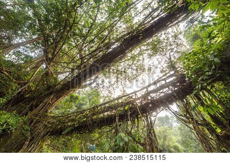 Famous Double Decker living roots bridge near Nongriat village, Cherrapunjee, Meghalaya, India. This bridge is formed by training tree roots over years to knit together.