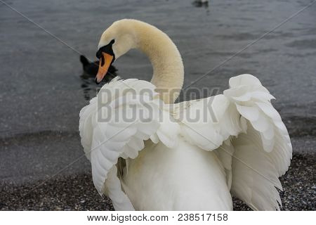 Beautiful White Swan Back View With Opened Wings And Lake With Birds