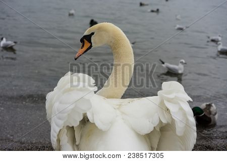 Beautiful White Swan Back View With Opened Wings And Lake With Birds