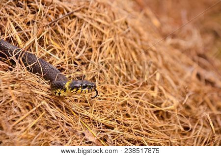Snake River Uzh On Dried Grass With Selective Focus