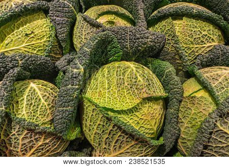 Big Cabbage In The Garden. Fresh Green Big Cabbage Organic Vegetables In The Farm. Cabbage Detail Or