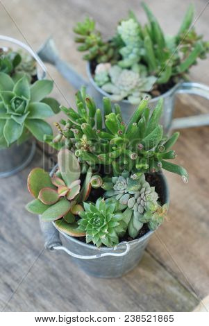 Mix Variety Of Succulent Flowers In Pot Plants In Garden. Rustic Wooden Blackground