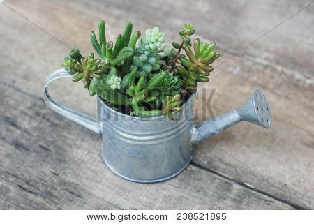 Mix Variety Of Succulent Flowers In Pot Plants In Garden. Rustic Wooden Board.