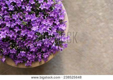 Campanula Muralis Flowers Or Violet Bellflowers Growing In A Flowerpot, Copy Space. Horizontal. Top 