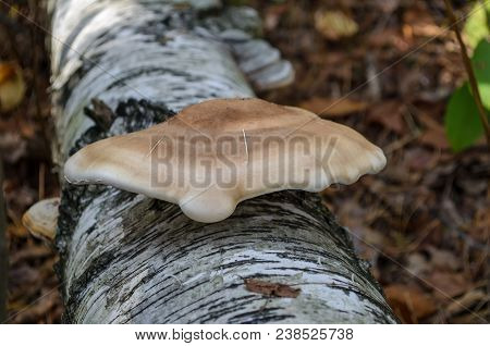 Fomitopsis Betulina. Bracket Fungus Grows On Birch Trunk. Ukraine.
