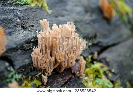 Artomyces Pyxidatus Fungus