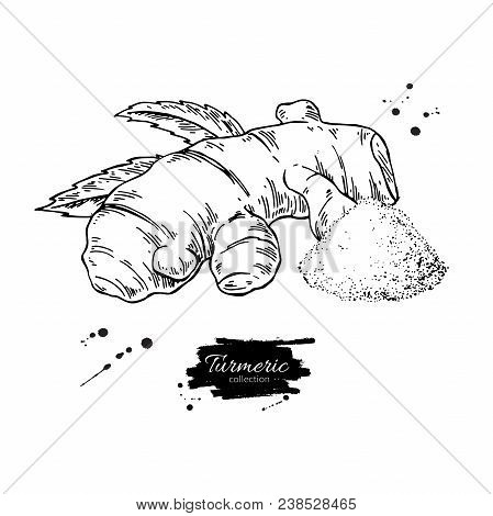 Turmeric Root Vector Hand Drawn Illustration. Curcuma And Powder Heap . Engraved Style Flavor. Herba