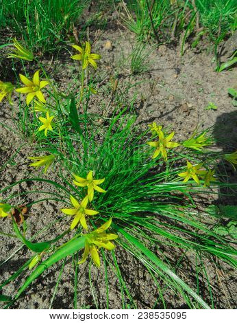 The First Spring Flowers In The Wild Forest.