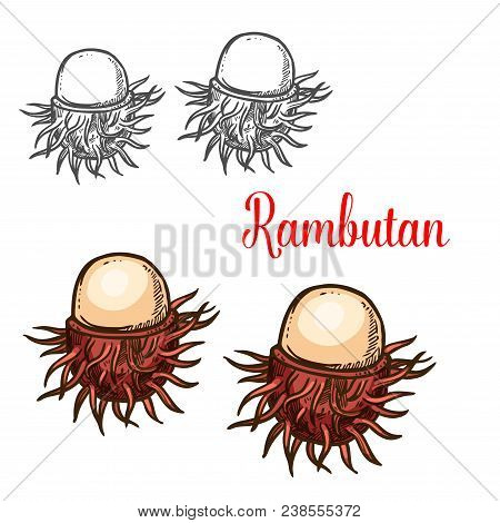 Rambutan Tropical Fruit Isolated Sketch Of Exotic Asian Berry. Ripe Peeled Rambutan With Red Pliable