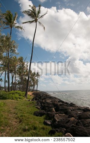 Palm Trees On A Sunny Morning With Clouds Along The Shoreline Of The Kapaa Shores Vicinity Of Kauai 