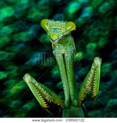 European Mantis, Praying Mantis Or Mantis Religiosa (mantidae) On Green Leaf Bokeh Background
