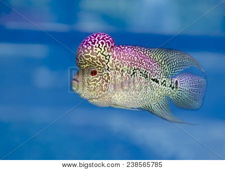 Flowerhorn Cichlid Colorful Fish Swimming In Fish Tank. This Is An Ornamental Fish That Symbolizes T