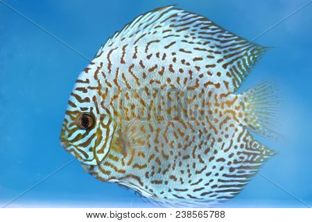 Flowerhorn Cichlid Colorful Fish Swimming In Fish Tank. This Is An Ornamental Fish That Symbolizes T