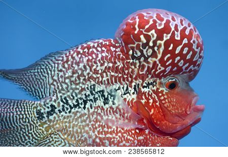 Flowerhorn Cichlid Colorful Fish Swimming In Fish Tank. This Is An Ornamental Fish That Symbolizes T