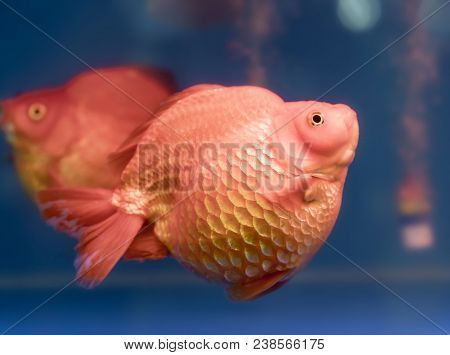 One Of Most Popular Pet Ornamental Fish Is Goldfish Or Carassius Auratus, Family Cyprinida. Ranchu O