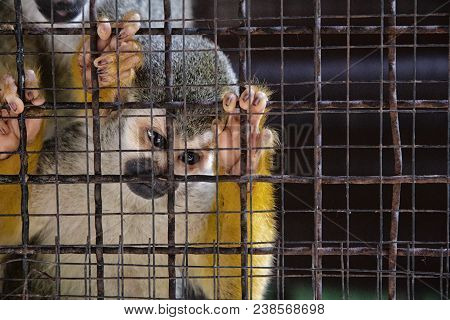 Baby Monkey Is In A Cage In A Zoo.
