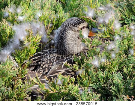 Close Up Of Nesting Hen Mallard Duck Or Anas Platyrhynchos Female Laying In A Nest Of Urban Bushes S