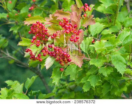 Red Berries Of A Guelder Rose, Viburnum Opulus, Close-up Selective Focus, Shallow Dof.
