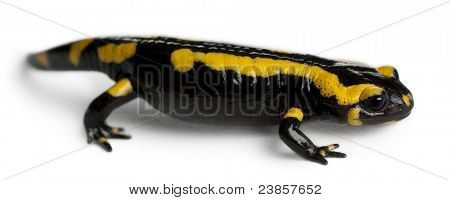 Brand salamander, Salamandra salamandra, foran hvid baggrund