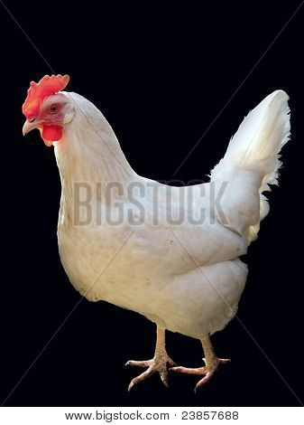 White Hen