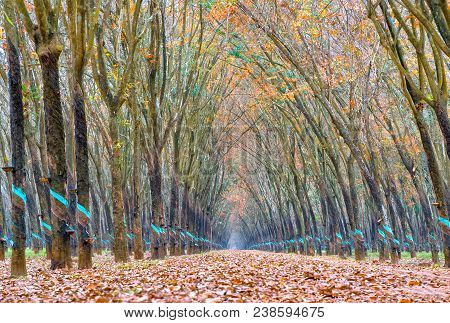 Path Rubber Season Change Leaves With Trees Line Up Dirt Road Leading Into Down At Horizon So Beauti
